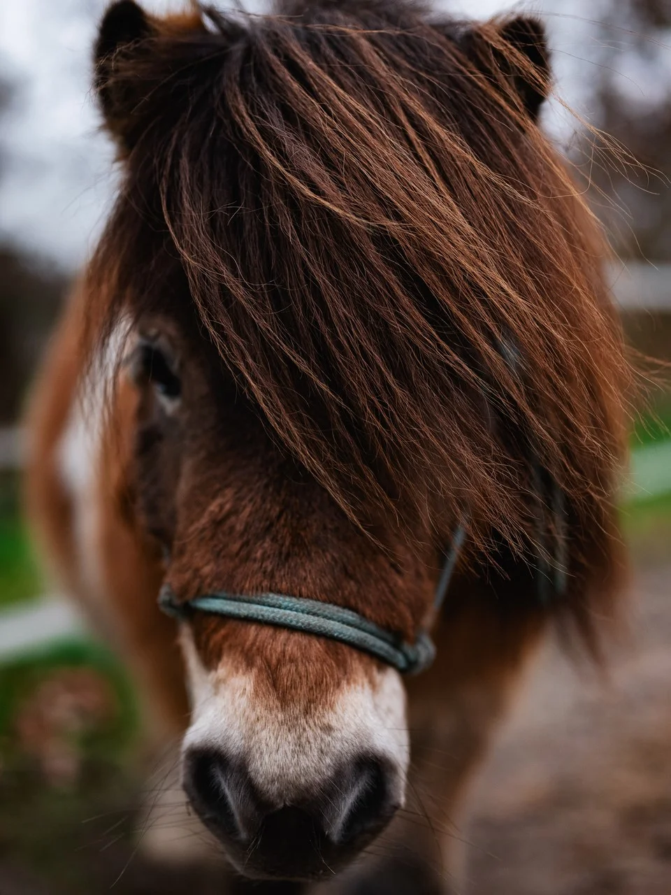 Paard kijkt aandachtig en intuïtief naar de camera, toont vertrouwen en verbinding in paardencoaching