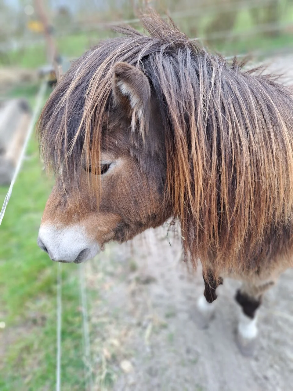 Paard staart aandachtig voor zich uit en toont intuïtieve rust en observatievermogen