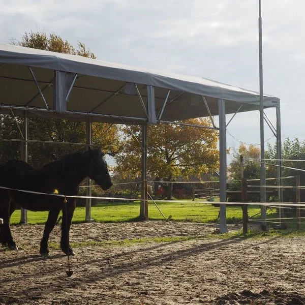 Paard staat in een overdekte paardenbak in een rustige en vertrouwde omgeving voor paardencoaching