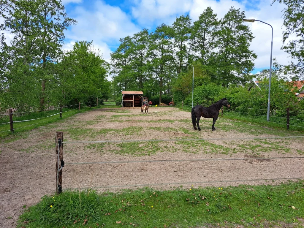 Paard in de paardenbak als veilige en rustige omgeving voor paardencoaching sessies