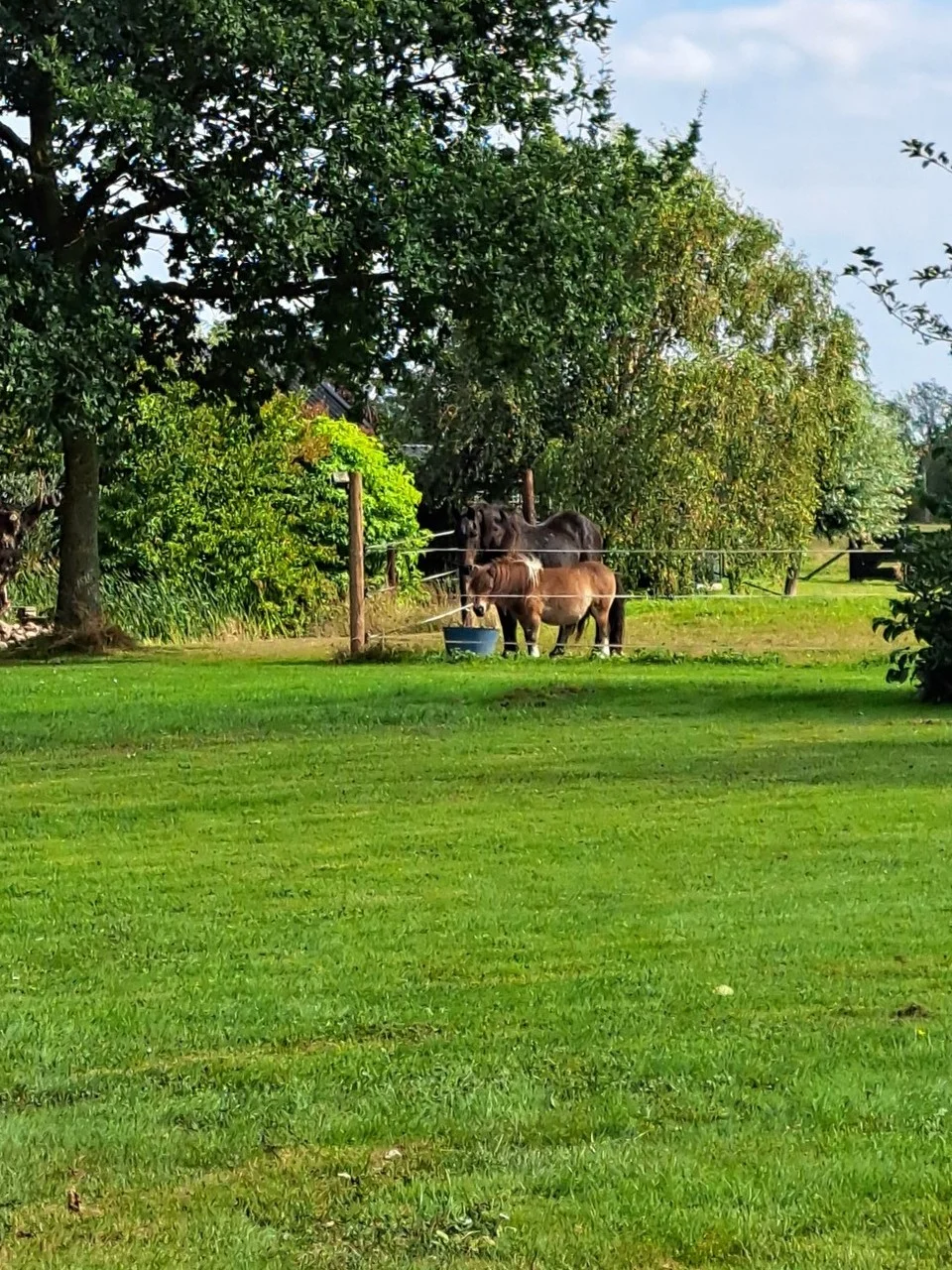 Paarden staan rustig in een vertrouwde omgeving en tonen kuddediergedrag en intuïtieve rust