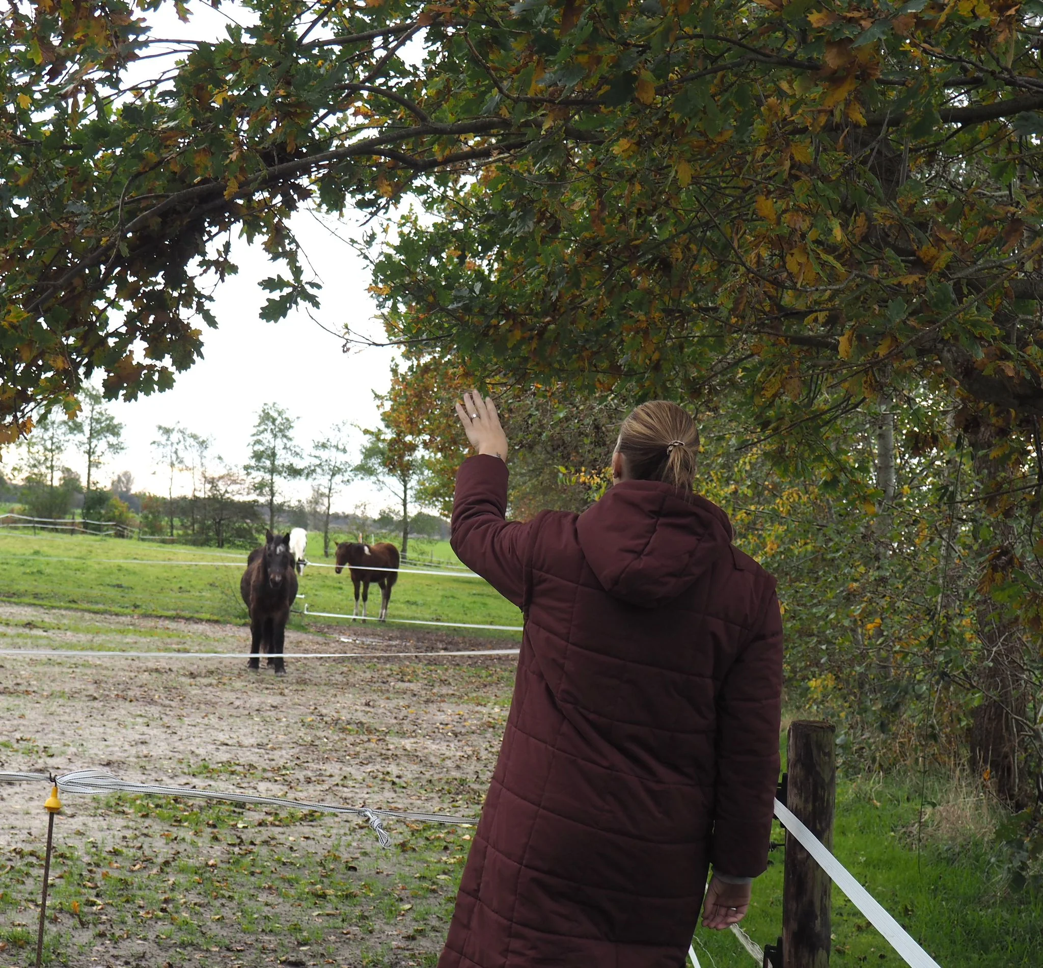 Paardencoach geeft haar paard rustige aanwijzingen tijdens een professionele paardencoaching sessie