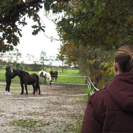 Paardencoach begeleidt een cliënt tijdens een paardencoaching sessie in Sebaldeburen